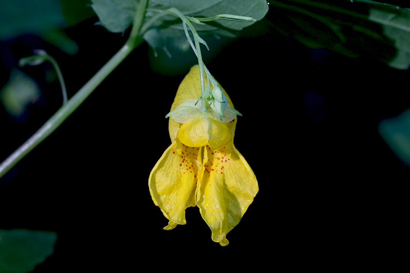 Impatiens noli-tangere / Balsamina gialla